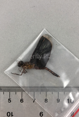 Odonata Buka Island, Bougainville, Papua New Guinea