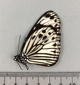 Euploea tobleri M A1- N. Luzon, Philippines