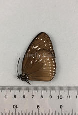 Euploea MIX M A1- PNG