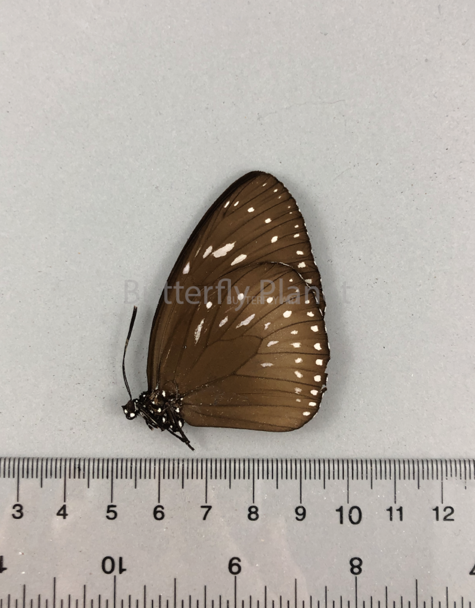 Euploea MIX M A1- PNG