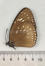 Euploea MIX M A1- PNG