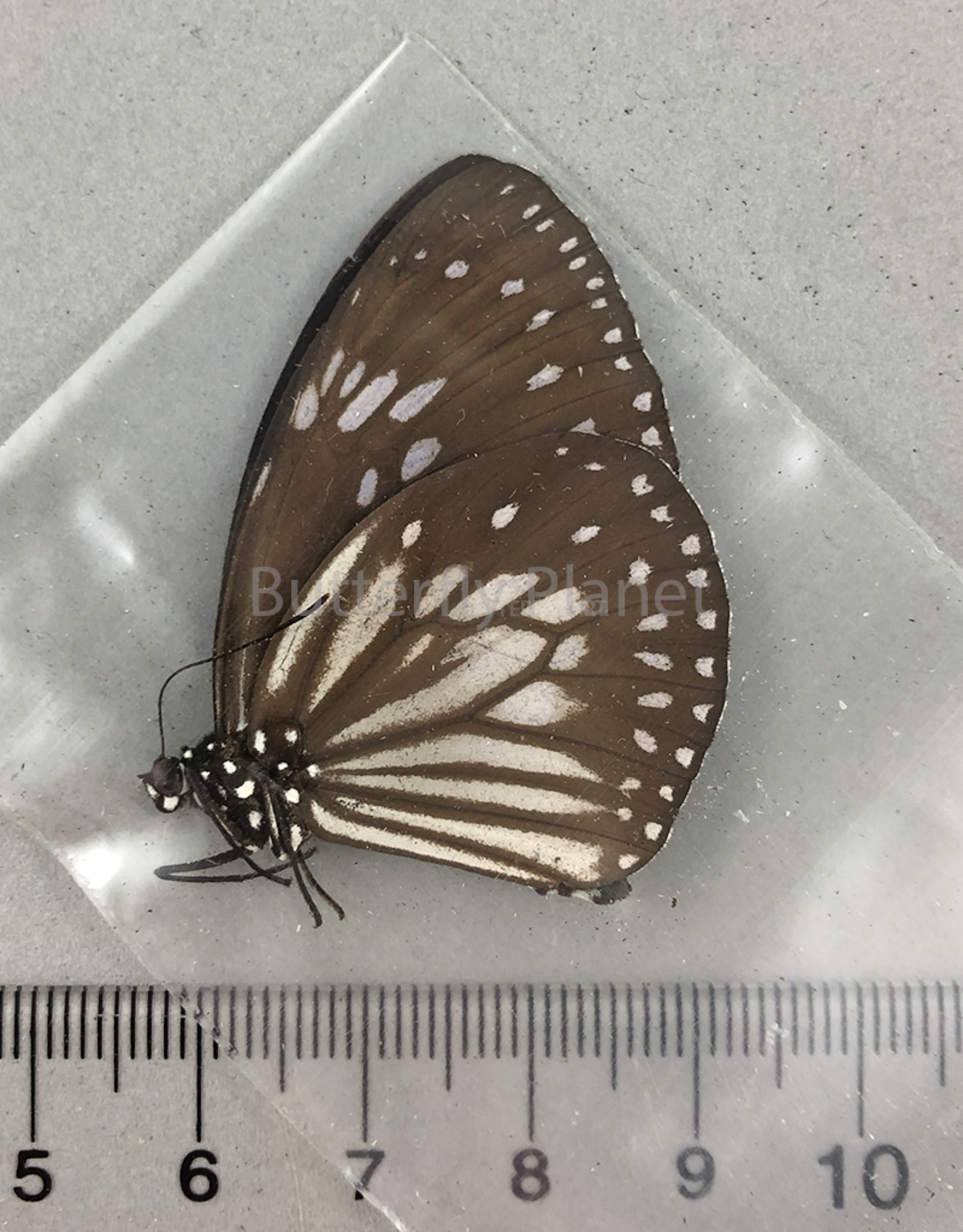 Euploea MIX M A1- PNG