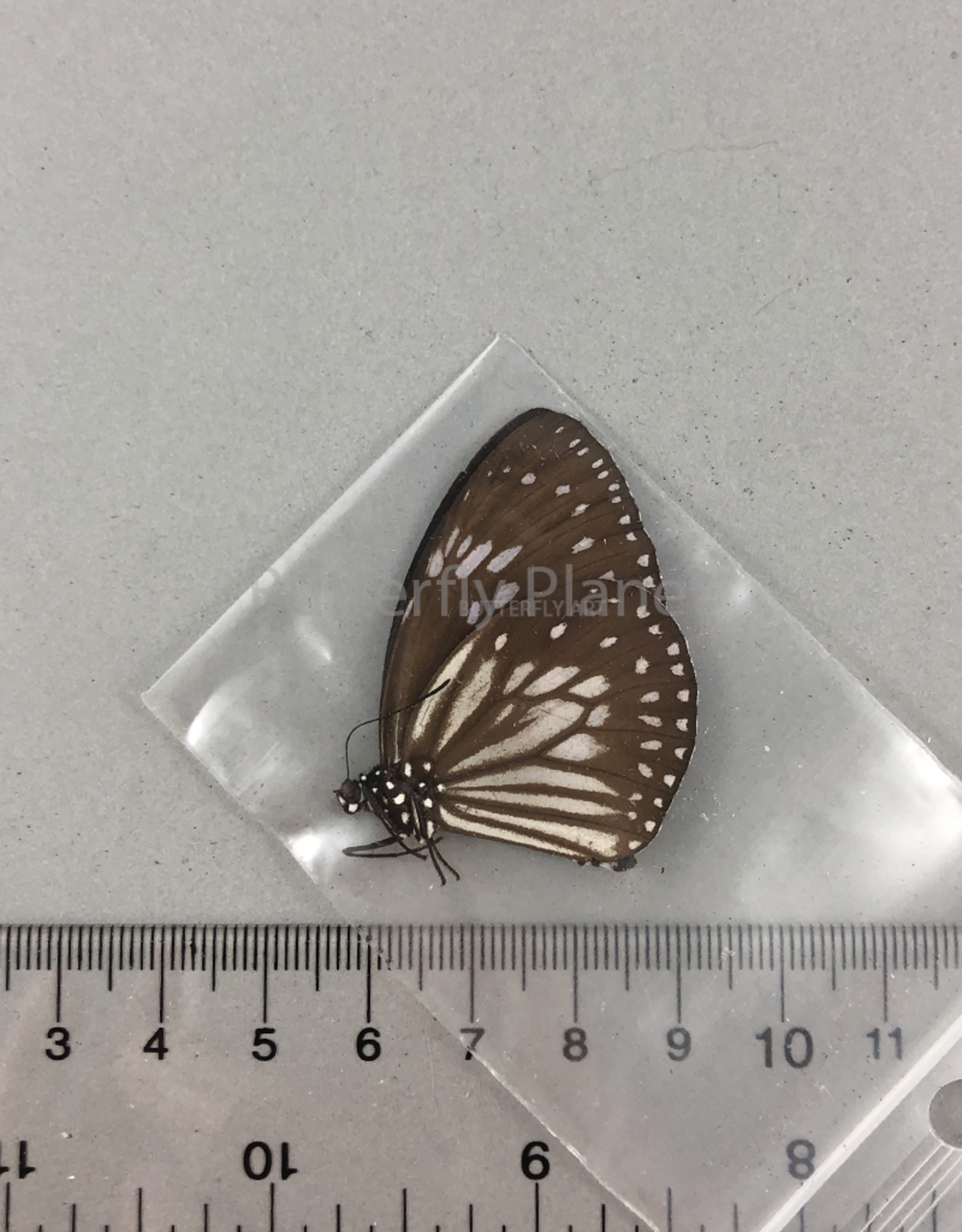 Euploea MIX M A1- PNG