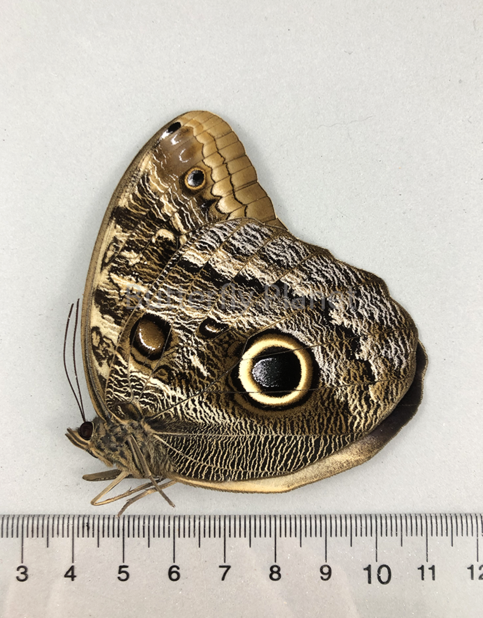 Caligo brasiliensis (oedipus) M A1 Otauche, Columbia