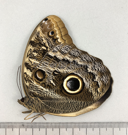 Caligo brasiliensis (oedipus) M A1 Otauche, Columbia