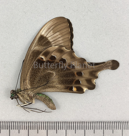 Graphium rhesus rhesulus M A1- Sulawesi, Indonesia