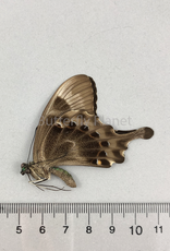 Graphium rhesus rhesulus M A1- Sulawesi, Indonesia