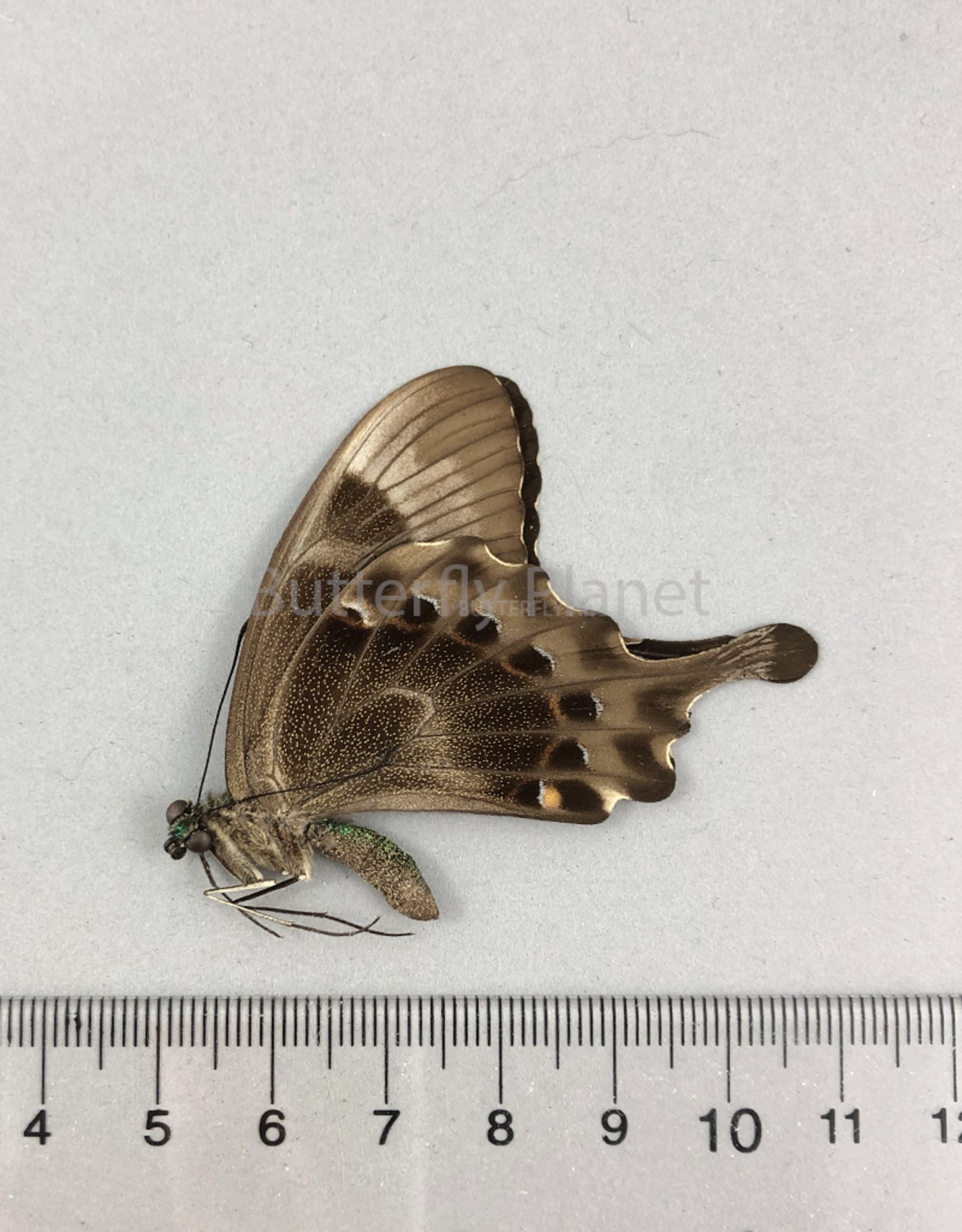 Graphium rhesus rhesulus M A1- Sulawesi, Indonesia