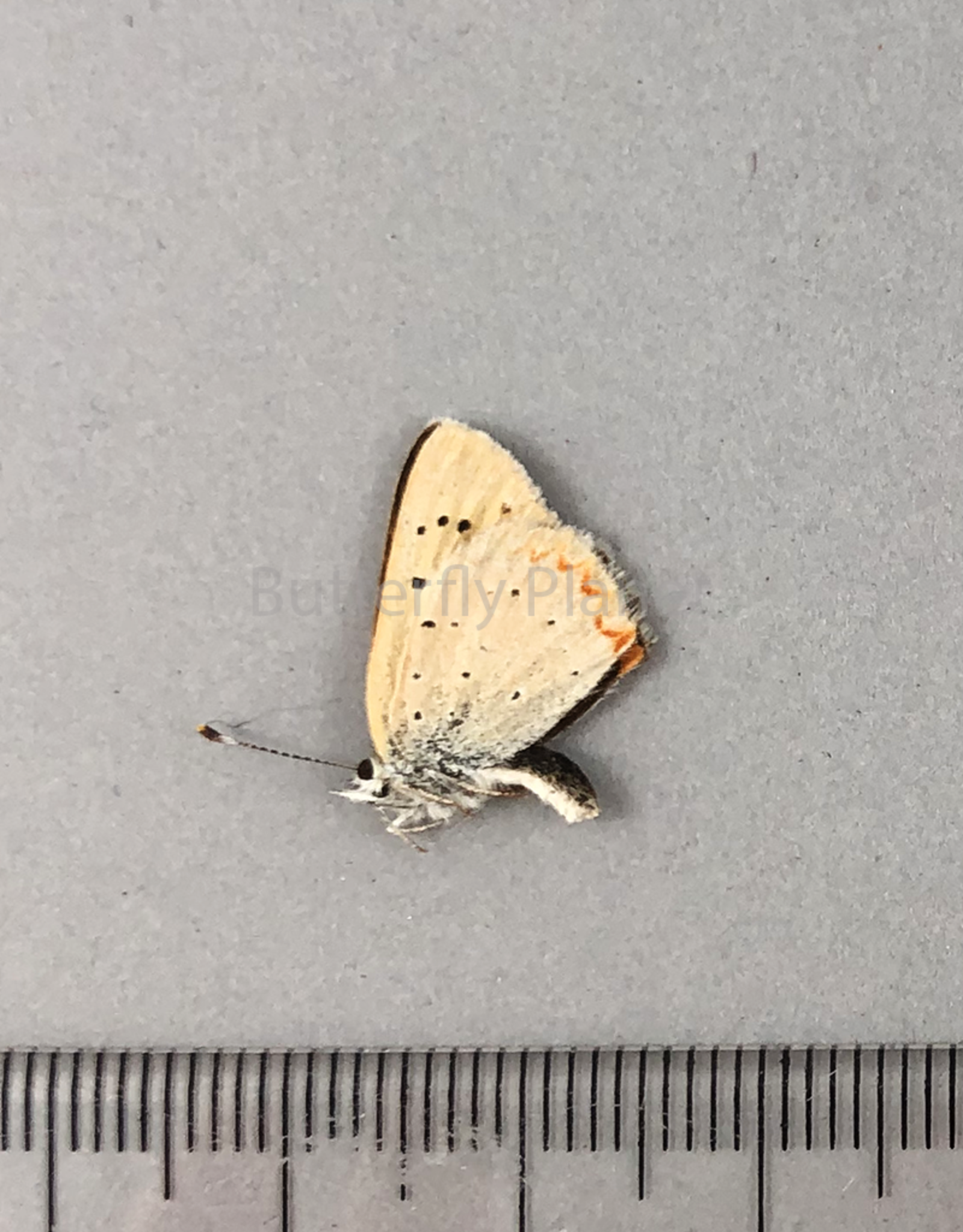 Lycaena helloides M A1 Canada