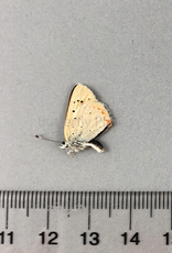 Lycaena helloides M A1 Canada