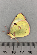 Colias crocea F A1 Garni, Armenia