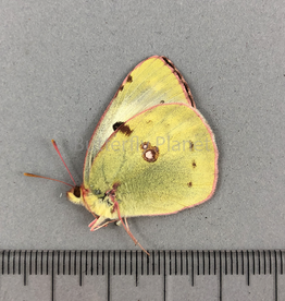 Colias crocea F A1 Garni, Armenia