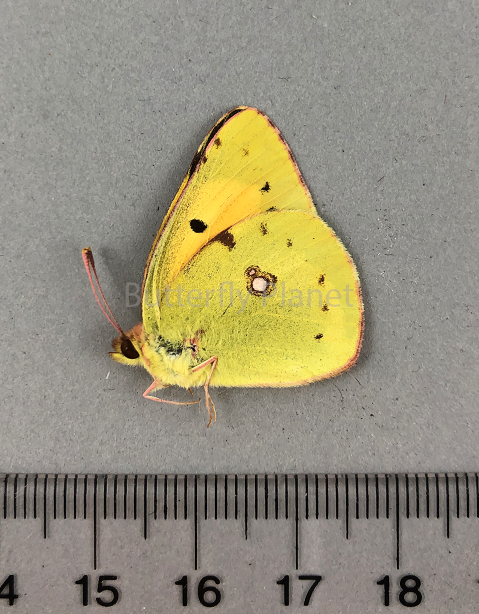 Colias crocea M A1 Garni, Armenia