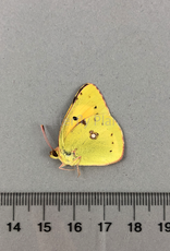 Colias crocea M A1 Garni, Armenia