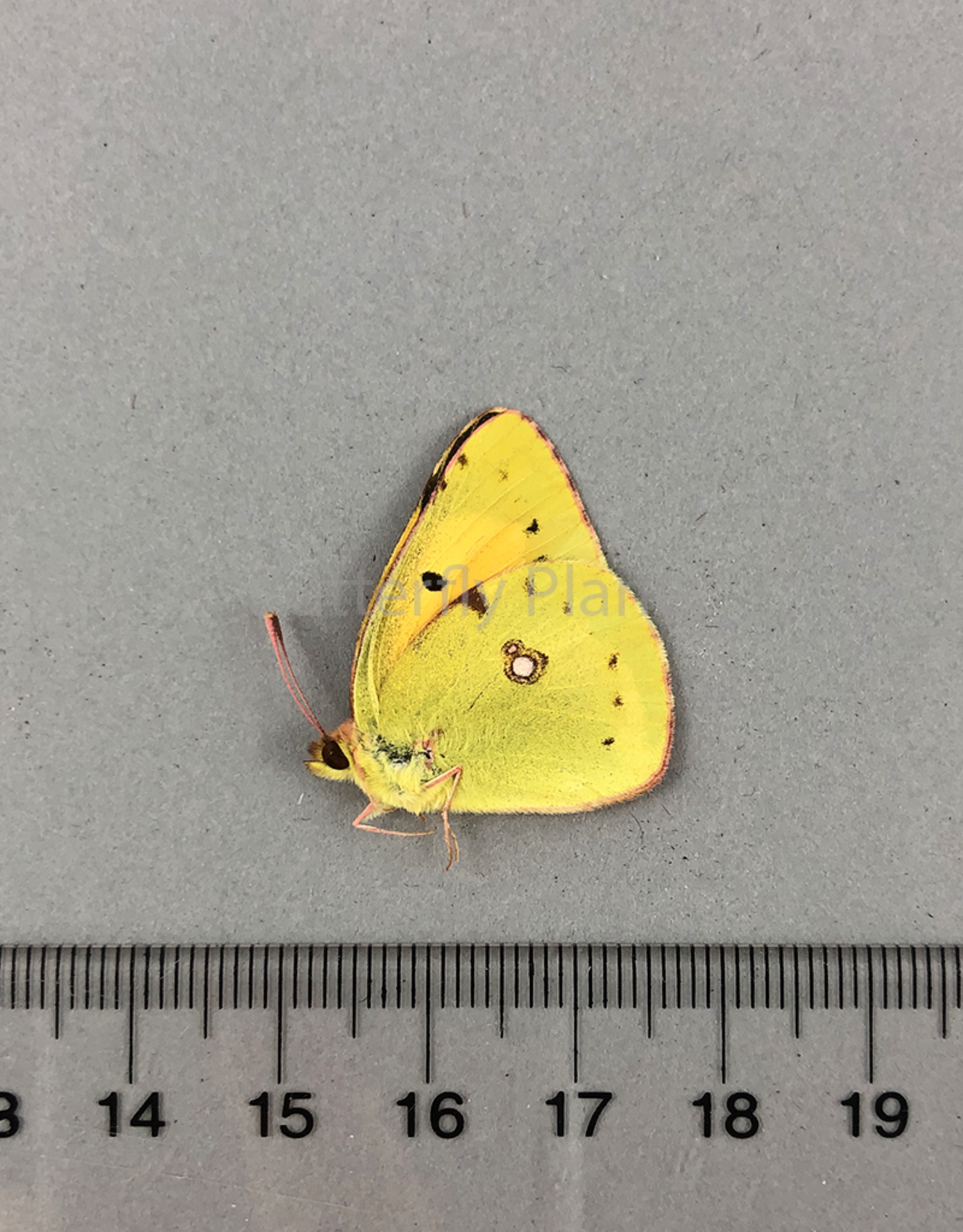 Colias crocea M A1- Garni, Armenia