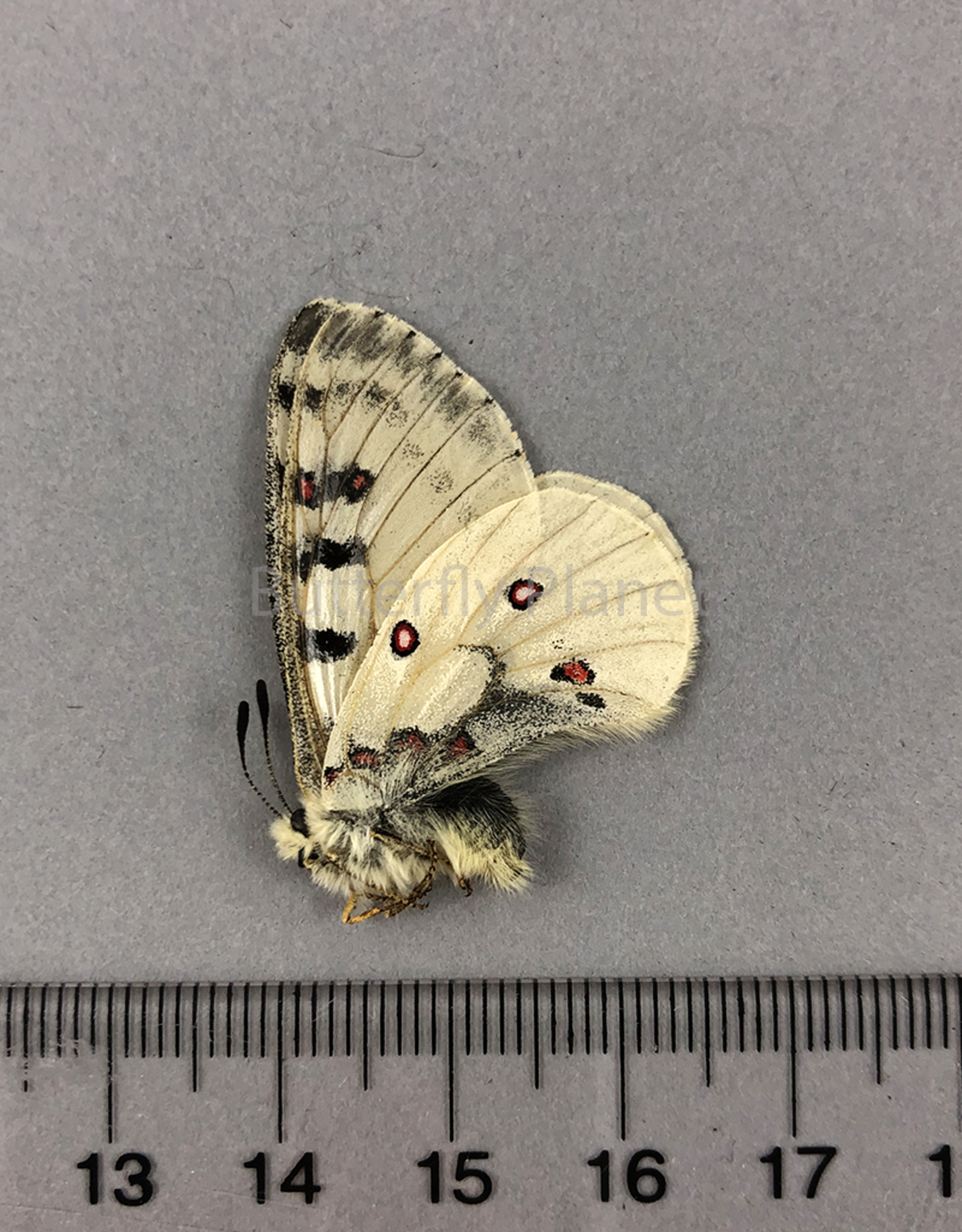 Parnassius smintheus smintheus M A1 AB, Canada