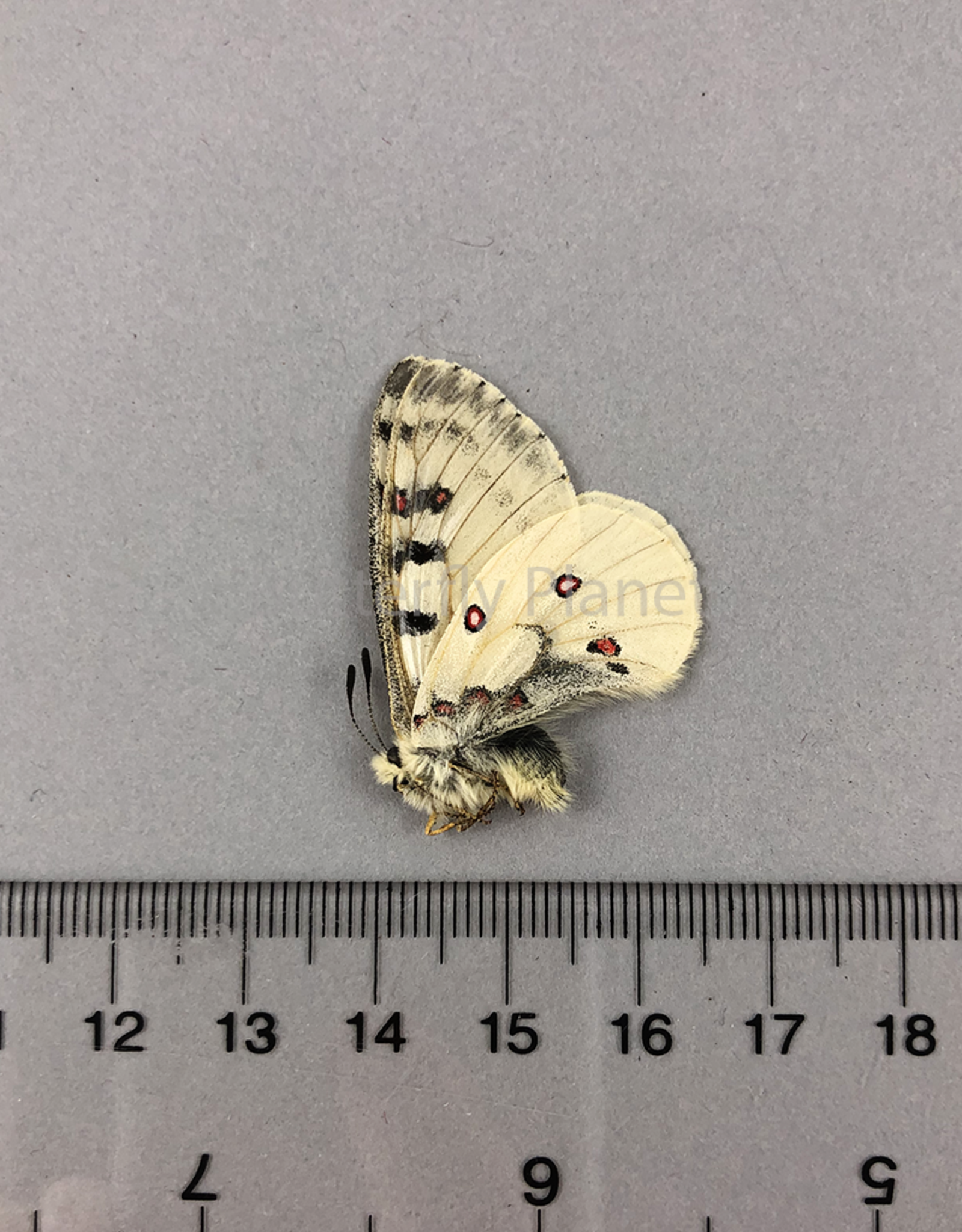 Parnassius smintheus smintheus M A1 AB, Canada