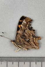 Polygonia satyrus satyrus PAIR A1/A1- Canada