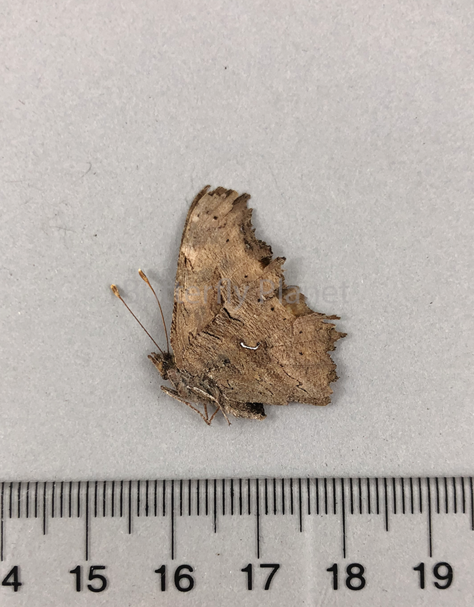 Polygonia satyrus satyrus F A1 Canada