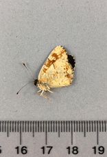 Phyciodes pulchella owimba M A1 Kananaskis, AB, Canada