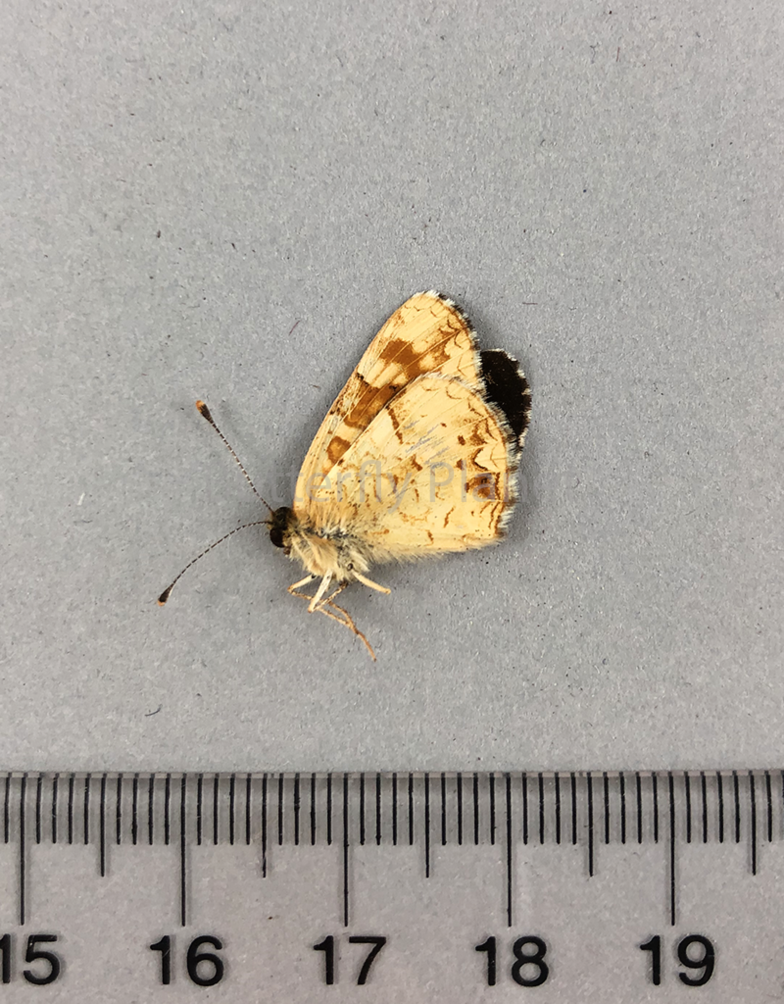 Phyciodes pulchella owimba M A1 Kananaskis, AB, Canada