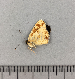 Phyciodes pulchella owimba M A1 Kananaskis, AB, Canada