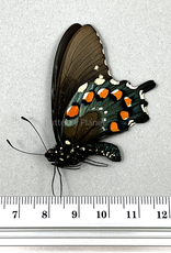 Battus philenor M A1/A1- Texcoco, Mexico