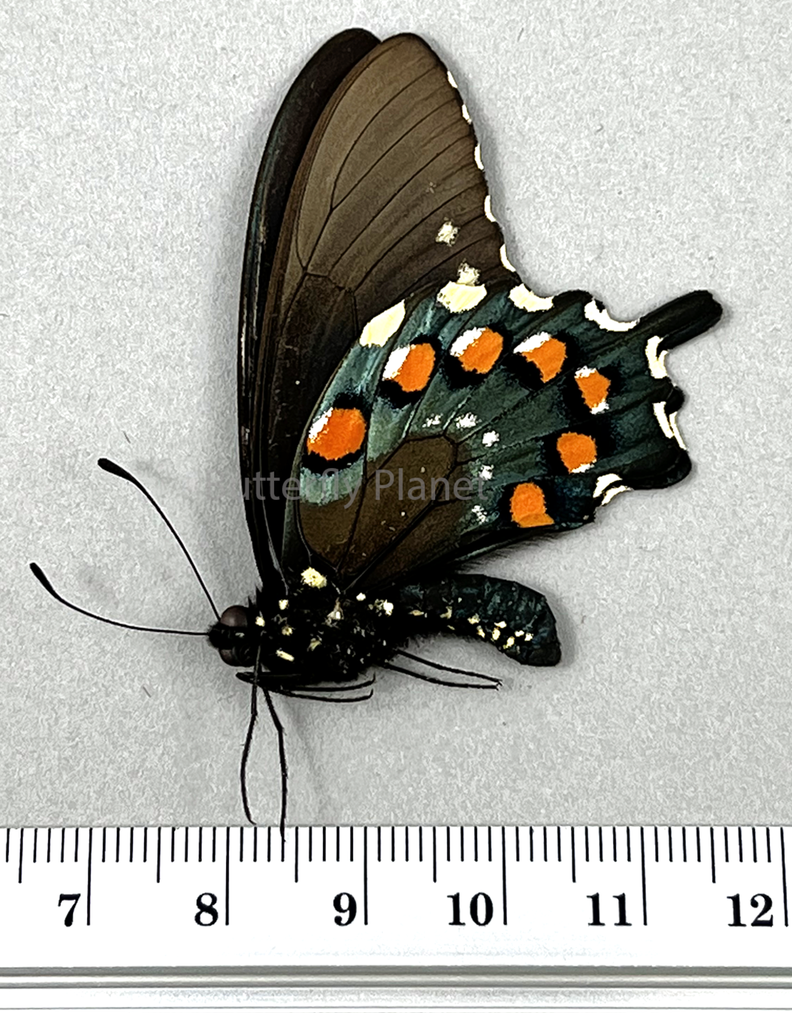 Battus philenor M A1/A1- Texcoco, Mexico