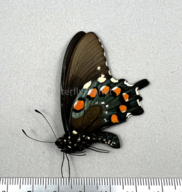 Battus philenor M A1/A1- Texcoco, Mexico