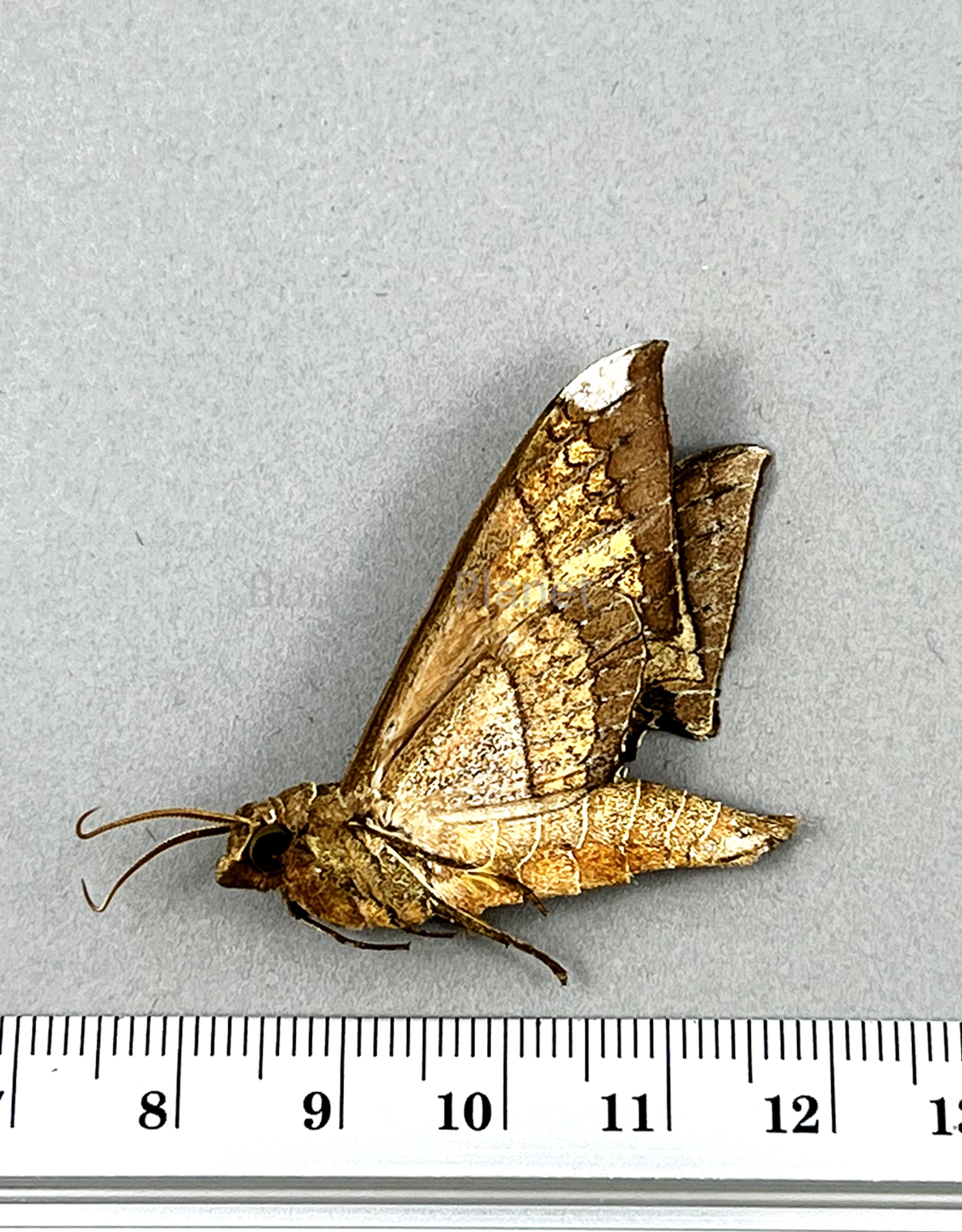 Polyptychus orthographus M A1- Obout, Cameroon