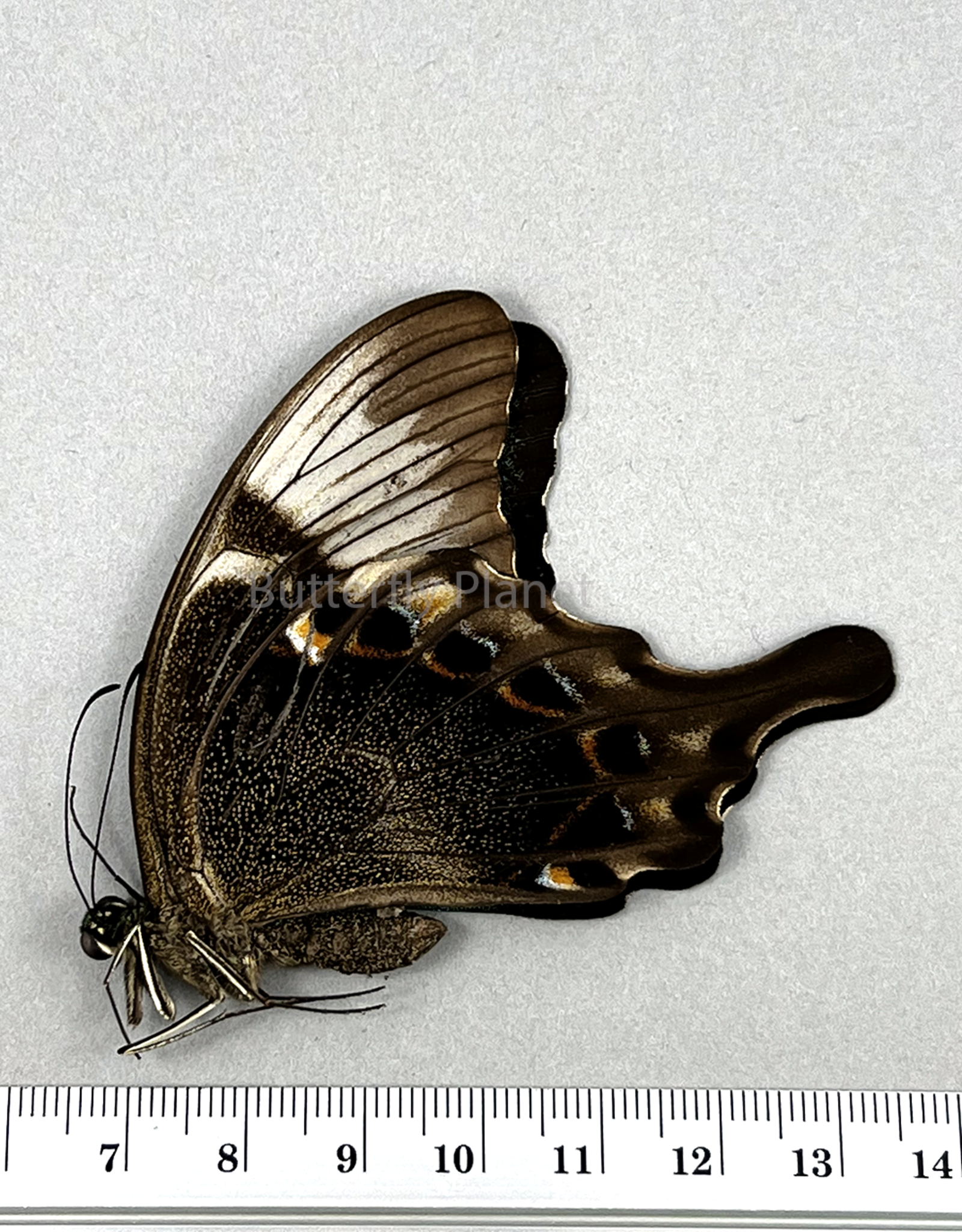 Papilio peranthus insulicola M A1 Sulawesi Isl., Indonesia