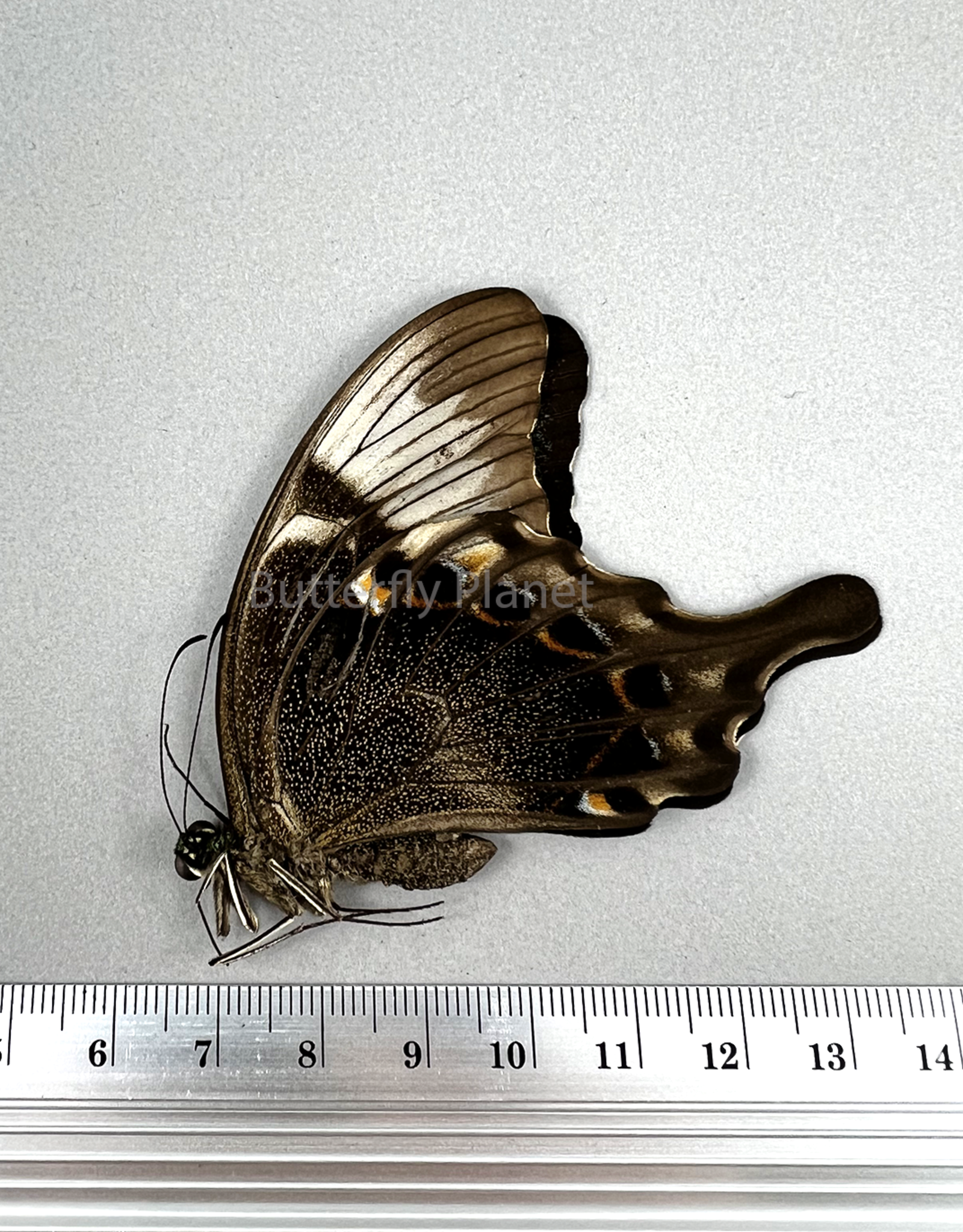 Papilio peranthus insulicola M A1 Sulawesi Isl., Indonesia