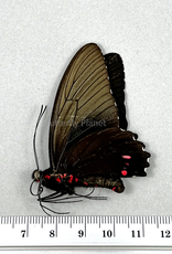 Parides erithalion xanthias M A1 Upper Huallaga Valley, Peru