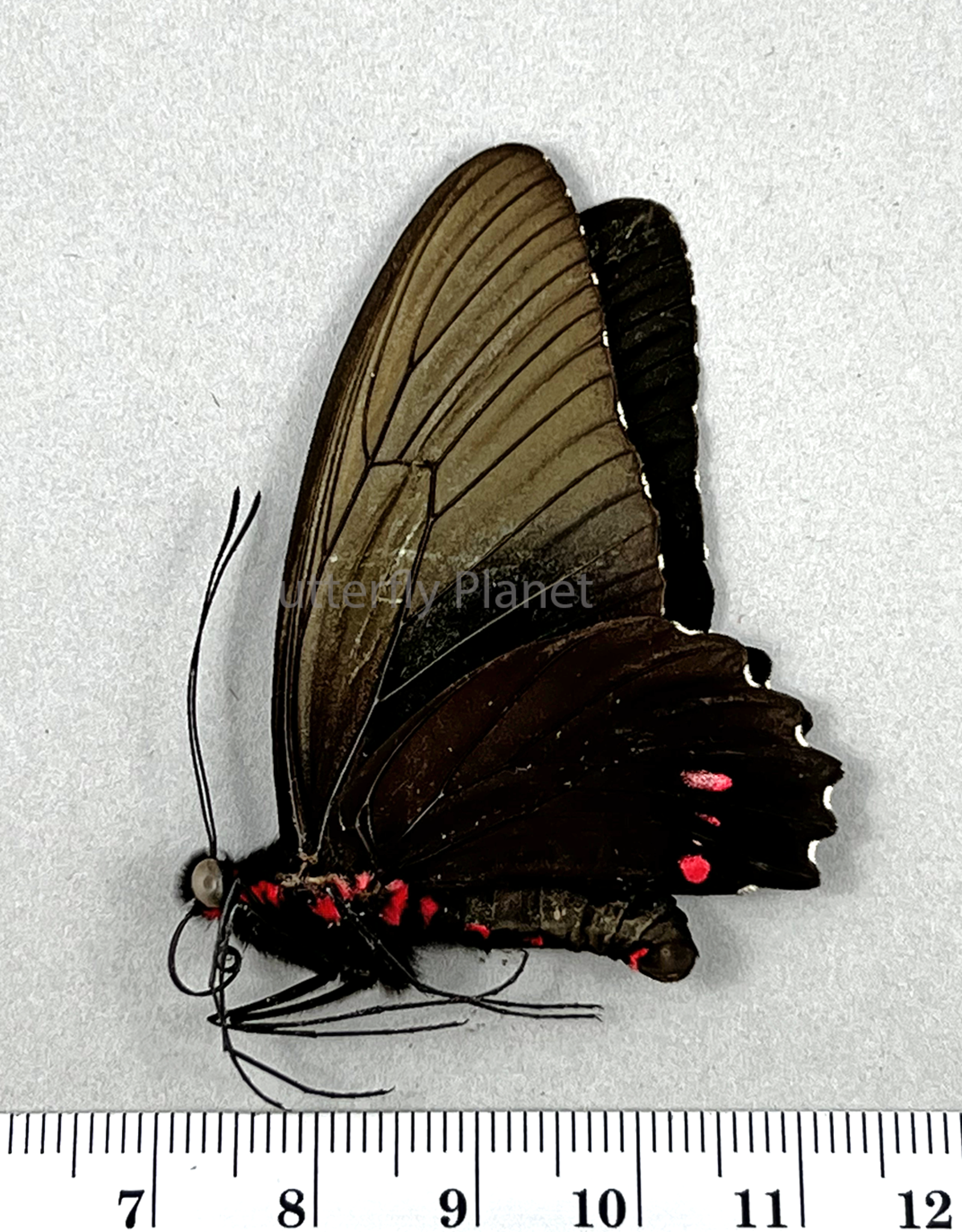 Parides erithalion xanthias M A1 Upper Huallaga Valley, Peru