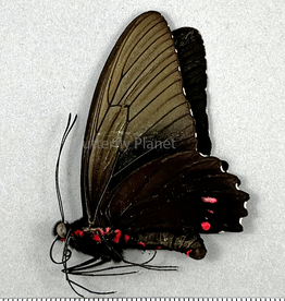 Parides erithalion xanthias M A1 Upper Huallaga Valley, Peru