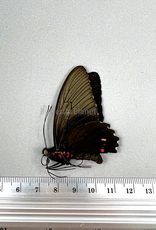 Parides erithalion xanthias M A1 Upper Huallaga Valley, Peru