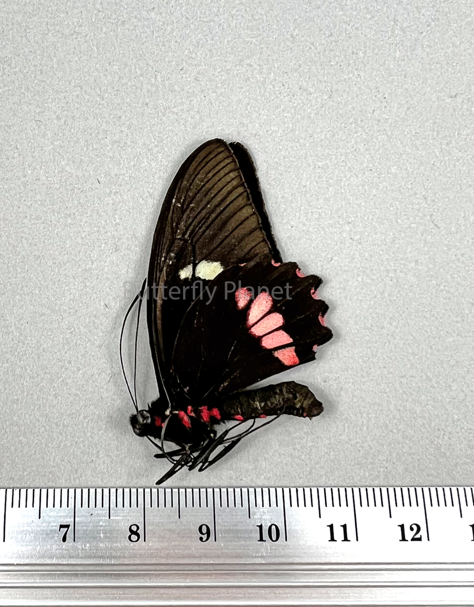 Parides eurimedes  (=arcas) mylotes M A1/A1- Limon, Costa Rica