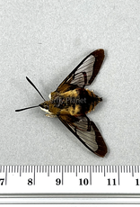 Hemaris thybe A1/A1- Ontario, Canada