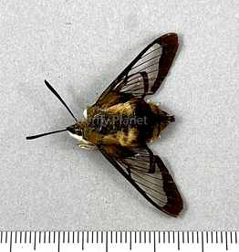 Hemaris thybe A1/A1- Ontario, Canada