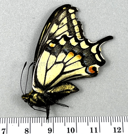 Papilio zelicaon x bairdi M A1- Alberta, Canada