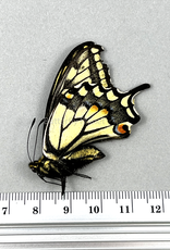 Papilio zelicaon x bairdi M excA1- Alberta, Canada