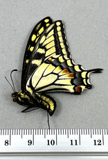 Papilio bairdi (machaon) dodi M A1- Alberta, Canada