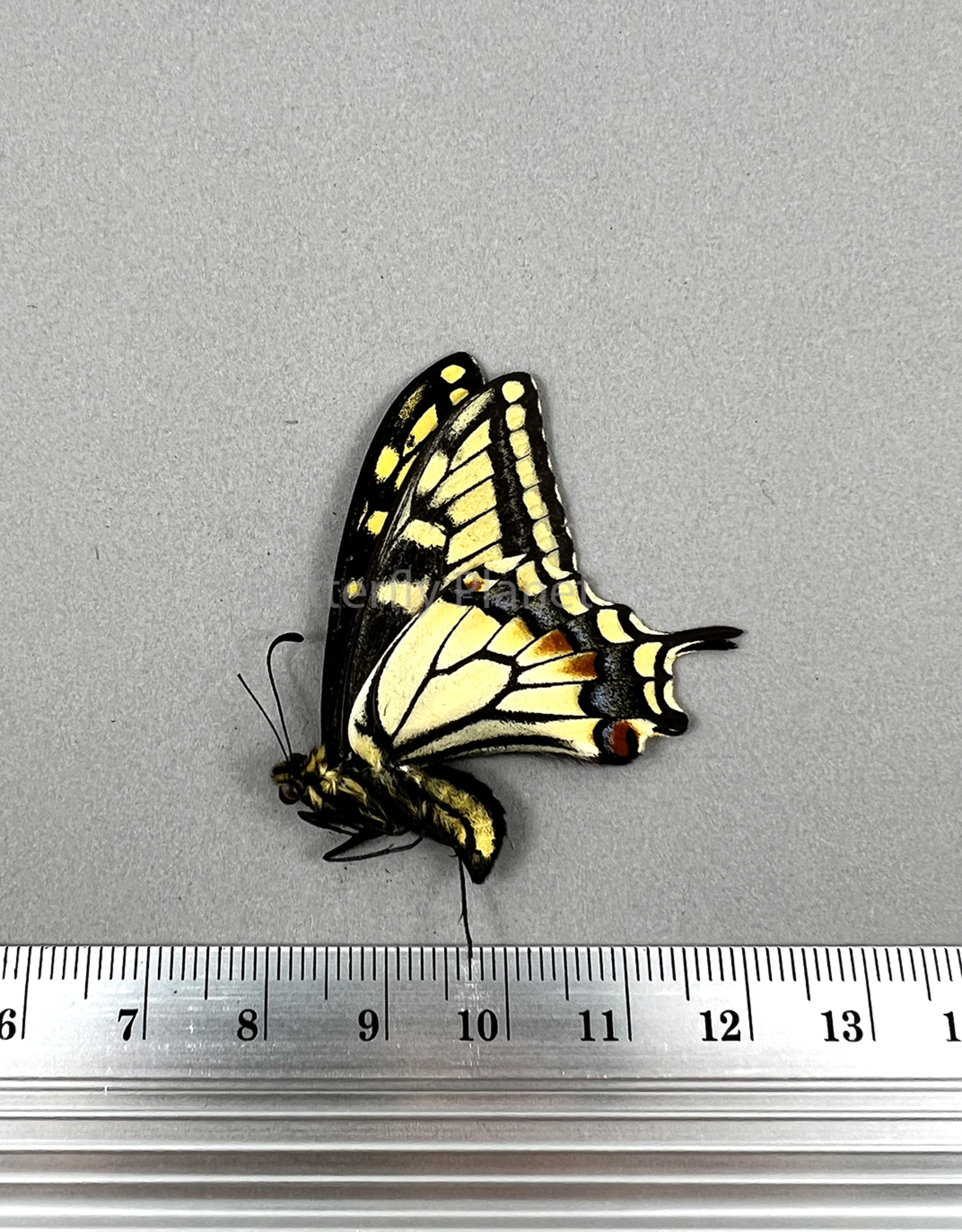 Papilio bairdi (machaon) dodi M A1- Alberta, Canada
