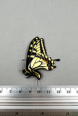 Papilio bairdi (machaon) dodi M A1/A1- Alberta, Canada