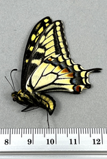 Papilio bairdi (machaon) dodi M excA1- Alberta, Canada