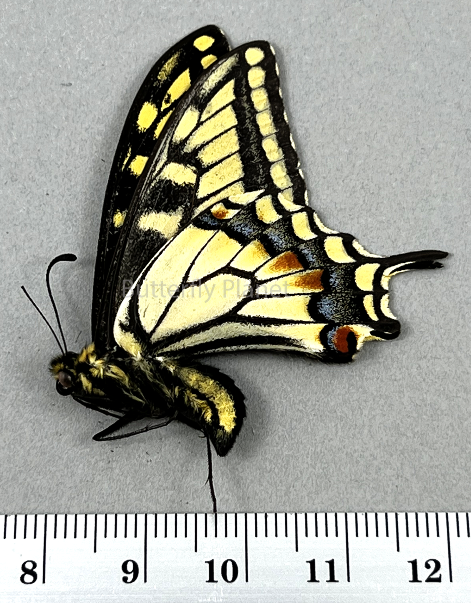 Papilio bairdi (machaon) dodi M excA1- Alberta, Canada