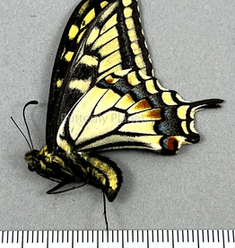Papilio bairdi (machaon) dodi M excA1- Alberta, Canada