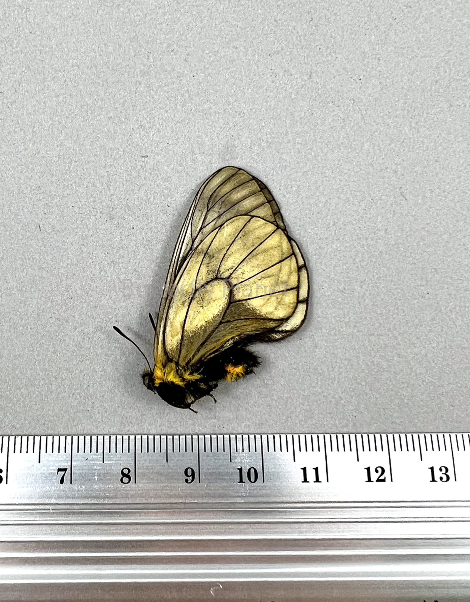 Parnassius stubbendorfii  F A1 Altai Mountains, Russia