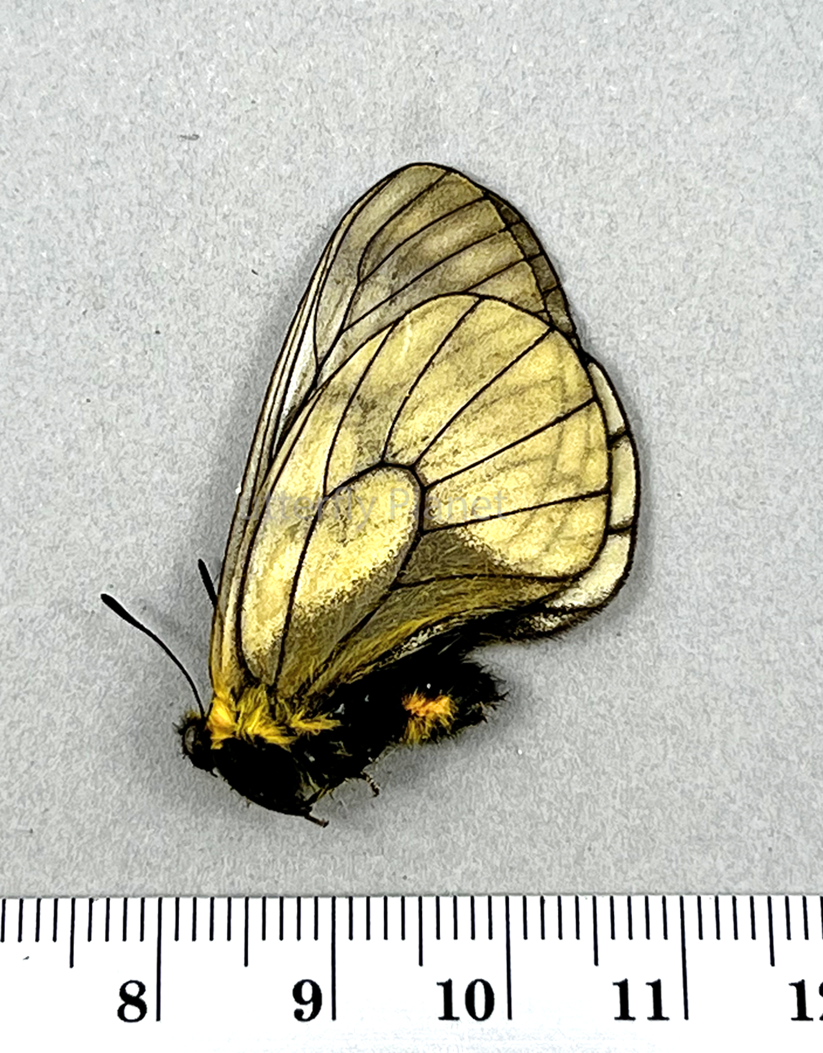 Parnassius stubbendorfii  F A1- Altai Mountains, Russia