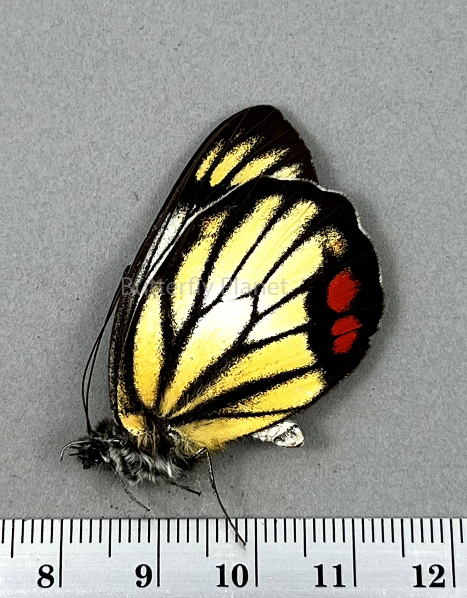 Delias hyparete mindanaensis M A1 Mindanao Island, Philippines